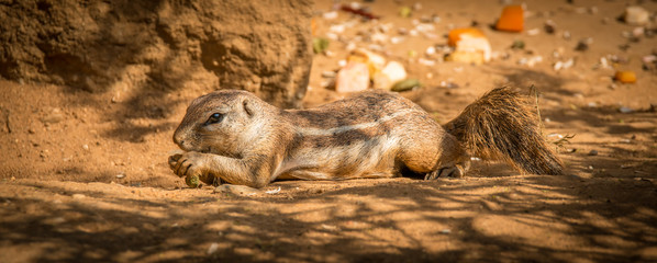 Fototapeta premium chipmunk laying on the ground eating nuts