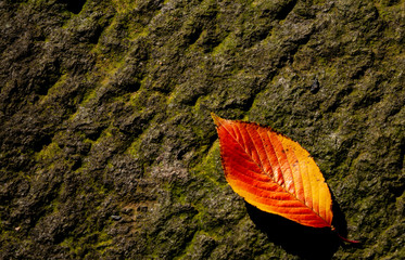 Autumn color tree leaf nature season fall