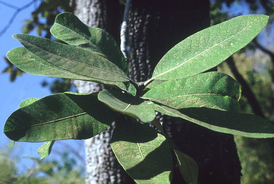 Leaves. Buchanania Lanzan. Family: Anacardiaceae. A medium sized deciduous tree with small edible fruit. The kernel of the seeds is eaten and is commonly called 'char' or 'charoli'.