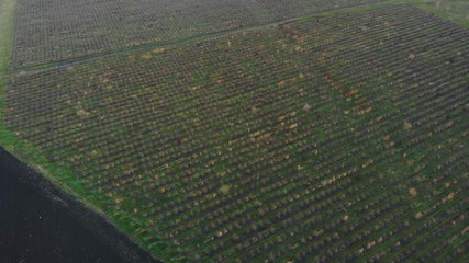 Orchard field aerial view