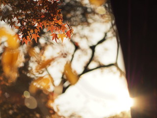autumn
