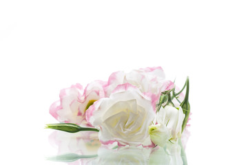 Obraz na płótnie Canvas beautiful pink lisianthus flowers isolated on white