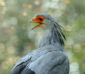 secretary bird (sagittarius serpentarius) portrait with opened beak