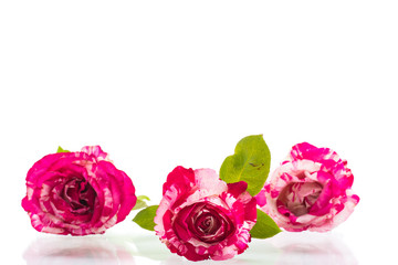 two-tone white with red rose on a white
