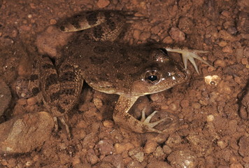 Occidozyga Cyanophlyctis. Indian skipping frog. A medium sized frog usually found in or immediately adjacent to water
