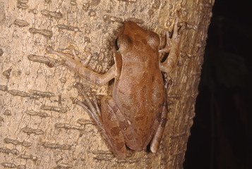 Polypedates Maculatus. Common tree frog. A medium sized frog that is found in moist deciduous forest areas. It lives on trees, rocky outcrops as well as in buildings and climbs well.