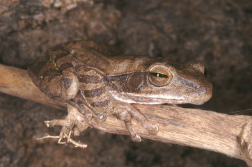 Polypedates Maculatus. Common tree frog. A medium sized frog that is found in moist deciduous forest areas. It lives on trees, rocky outcrops as well as in buildings and climbs well.