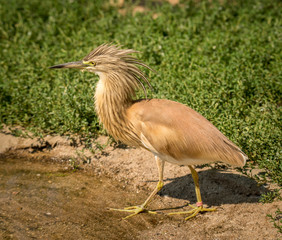 small squacco heron (Ardeola ralloides) with his hackles up