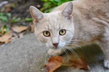 Naklejka na ściany i meble Beautiful orange-white cat in the garden.