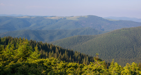 Mountain forest, Carpathian mountains