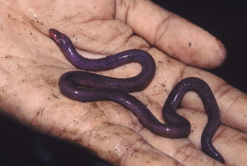 Obraz premium Indotyphlops Battersbyi. A small caecelian with a flattened head and a wide mouth. It is mainly found in western Maharashtra, India.