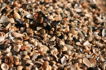 shells on the beach