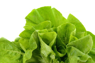 Fresh green salad isolated on white background. Food background with drops of water. Fresh butterhead salad. Green butter lettuce vegetable or salad on white surface. 