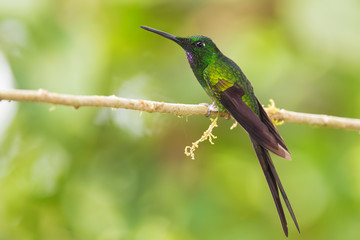 Fototapeta na wymiar Empress Brilliant - Heliodoxa imperatrix, beautiful colored hummingbird from western Andean slopes of South America, Amagusa, Ecuador.