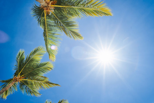 coconut palm tree and blue sky