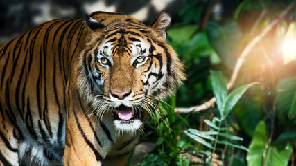 Photos of tiger naturally.