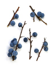 Blackthorn berries with twig, prunus spinosa isolated on white background. Prunus spinosa is a large deciduous shrub or small tree.