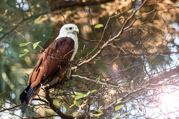 The brahminy kite (Haliastur indus)