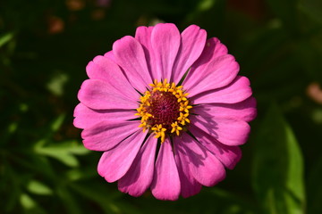 Obraz premium close up of purple flower