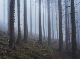 Nebel im Teutoburger Wald, Winterstimmung, Bielefeld, Deutschland