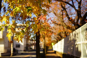 街の紅葉