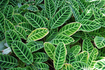 Close up green Zebra plants 