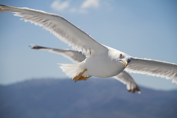 seagull in flight