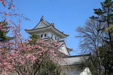 Fototapeta premium 大垣城 満開の桜と大垣城 春の大垣城