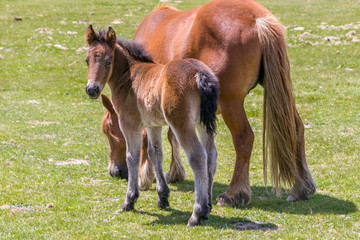 Foal and mare in green meadow