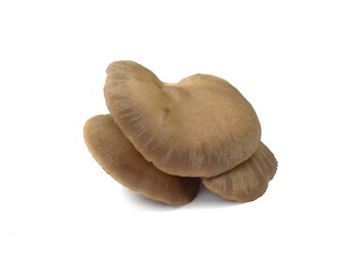 oyster mushroom isolated on white background 