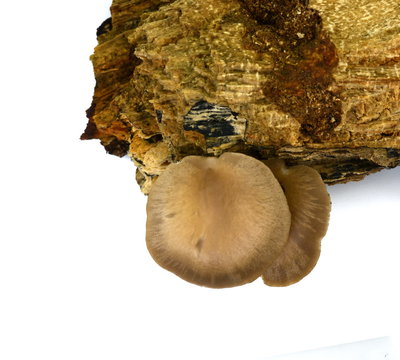 oyster mushroom on the stump isolated on white background 