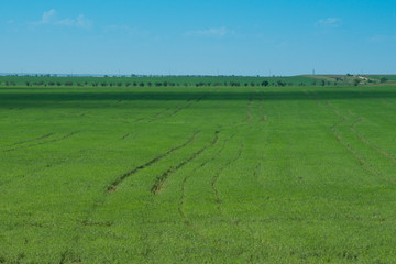 Landscape with green field on blue sky background