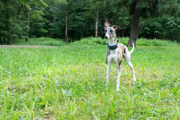 A beautiful hound is standing on a green meadow in the forest. The dog belongs to the Whippet breed