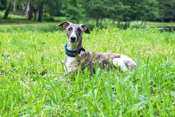 A positive dog in a park on nature in a summer sunny day. resting on a green meadow. conformation dog of the whippet breed