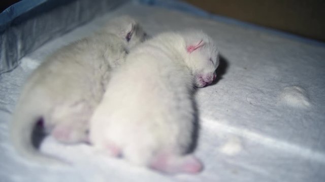 Little white 10-day-old cats sleep on an absorbent diaper in cardboard box. Cute kittens snuffle and shudder, they burp after a heavy meal.