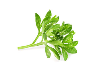 small sprigs of fresh parsley. (macro focus stacking)