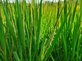 Green rice plants in the field. Rice cultivation in Assam, India. Unripe rice plant background