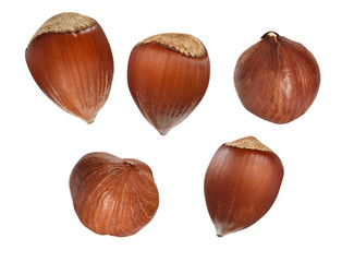 hazelnut isolated on white background
