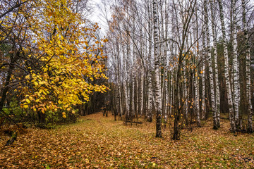Autumn forest with white trunks of birches without leaves and bright yellow leaves.