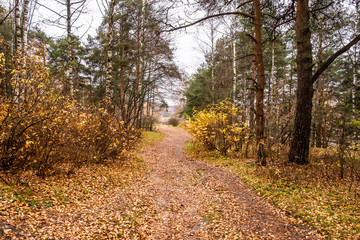 Fototapeta na wymiar Path covered with orange-yellow leaves in a mixed autumn forest.