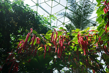 Red tropical flowers in green rainforest park