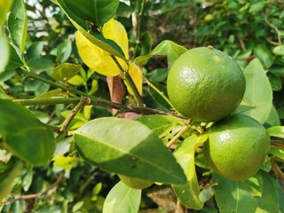 lemons on tree