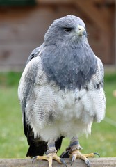 Aguja-Blaubussard