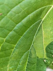 closeup of green leaf