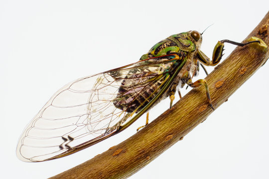 Adult Chorus cicada,  Amphipsalta zelandica is a common species of cicada which is endemic to New Zealand.