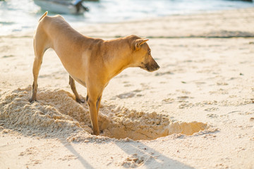 dog digging sand on the beach in Koh Lipe,Thailand