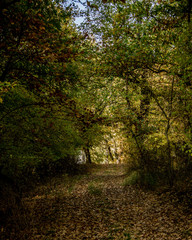 Naklejka premium Hiking in the woods