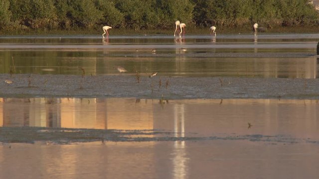 Group of beautiful flamingo birds with reflections at ras al Khaimah mangrove , flamingos standing in the middle of a lake in a wildlife sanctuary , uae nature wildlife and landmarks 