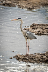 Fototapeta premium Grey heron stands beside river on shingle
