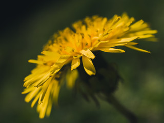 Dandelion